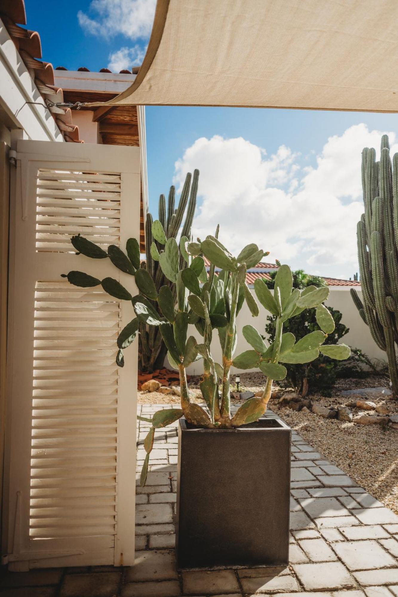 Pura Vida Aruba Appartement Palma Noord Exterior foto